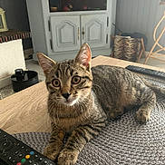 Mysri participe au concours pour gagner de l'argent avec cette photo : cat, tabby, pet, animal, indoor, table, remote_control, placemat, living_room, furniture, wood, curious, alert, ears, whiskers, eyes, domestic_cat, resting, household, cozy