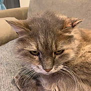 Zaia participe au concours pour gagner de l'argent avec cette photo : cat, gray_cat, fluffy, whiskers, indoor, couch, furniture, pet, animal, closeup, fur, relaxed, resting, portrait, mammal, cute, domestic_animal, feline, soft, cozy