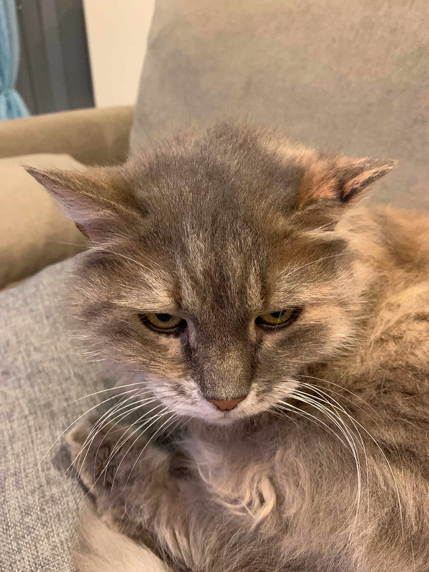 Zaia participe au concours pour gagner de l'argent avec cette photo : cat, gray_cat, fluffy, whiskers, indoor, couch, furniture, pet, animal, closeup, fur, relaxed, resting, portrait, mammal, cute, domestic_animal, feline, soft, cozy