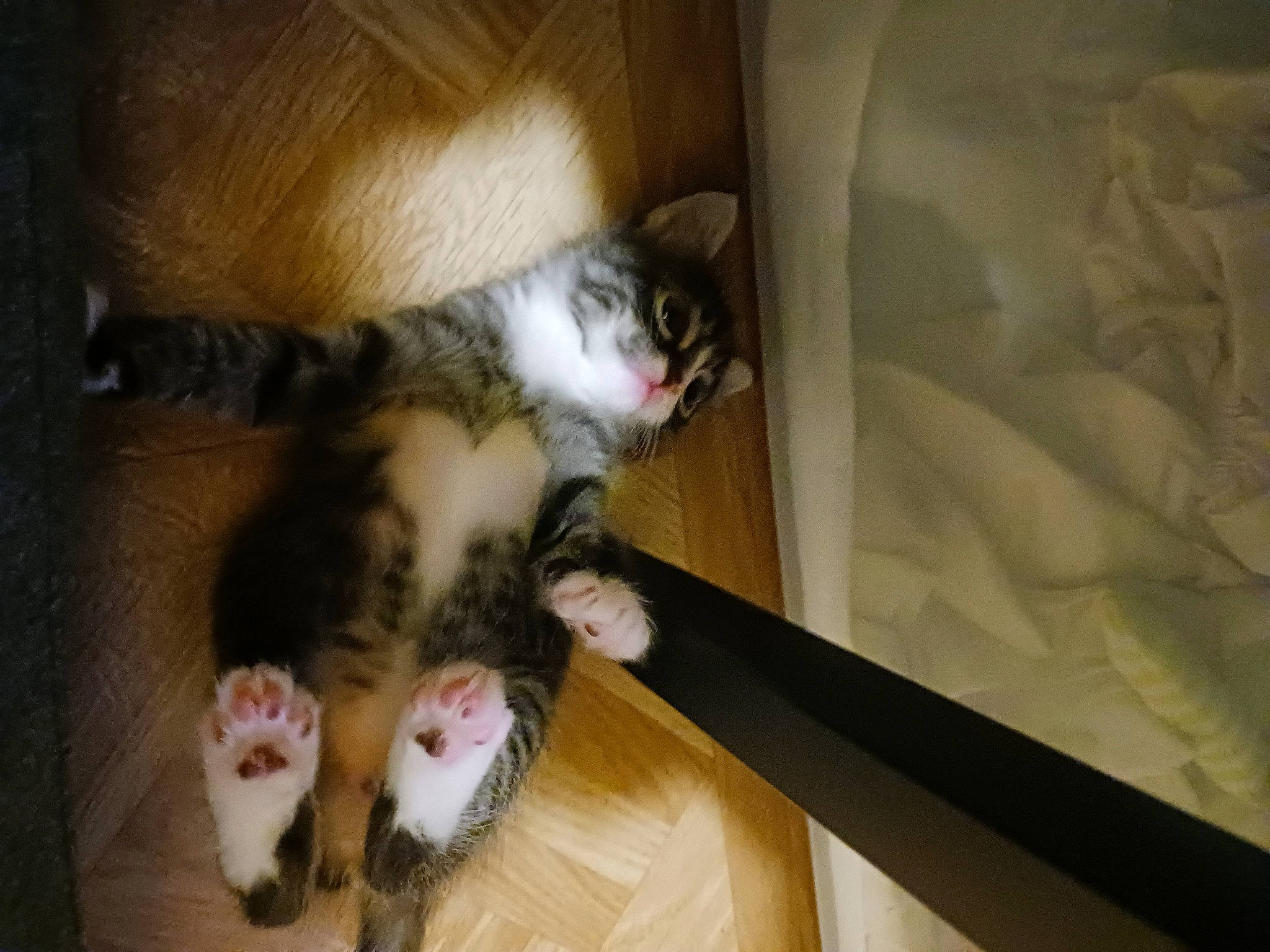 Venom joined the competition — help win amazing prizes! carnivore, cat, claw, comfort, domestic_short_haired_cat, fawn, felidae, foot, fur, hardwood, lap, paw, small_to_medium_sized_cats, tail, whiskers, wood