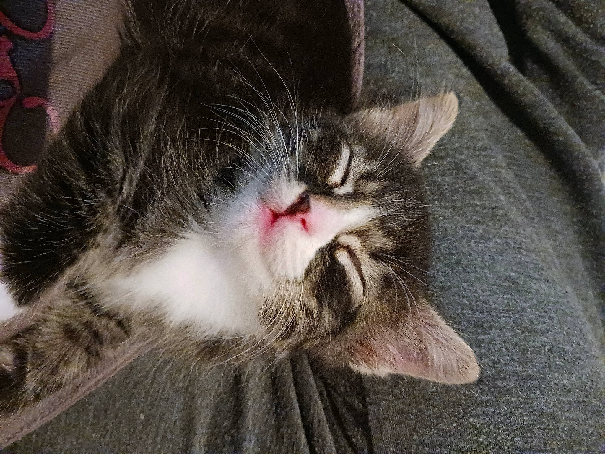 Venom joined the competition — help win amazing prizes! carmine, carnivore, cat, claw, comfort, domestic_short_haired_cat, felidae, flooring, foot, fur, grey, nap, paw, sleep, sleeve, small_to_medium_sized_cats, snout, tail, whiskers