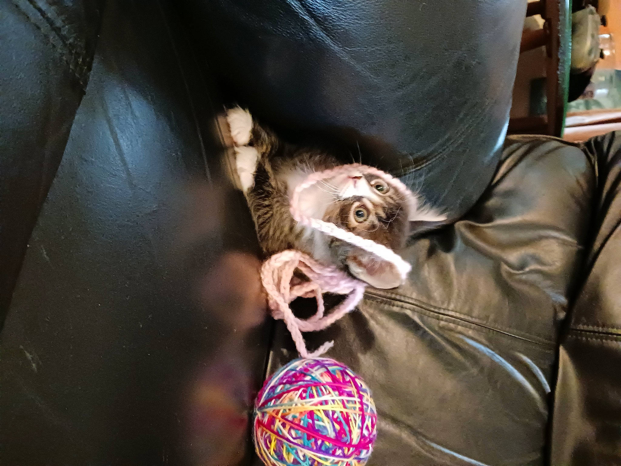 Venom is registered to the contest to win money with this photo: audio_equipment, ball, car_seat, comfort, companion_dog, darkness, eyewear, fashion_accessory, fun, fur, leather, leather_jacket, luxury_vehicle, magenta, room, sitting, sphere, sporting_group, suit, toy