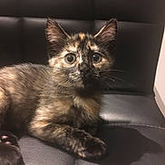Opium participe au concours pour gagner de l'argent avec cette photo : cat, cat_like_mammal, domestic_short_haired_cat, fauna, fur, kitten, maine_coon, small_to_medium_sized_cats, snout, whiskers