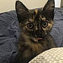 Opium participe au concours pour gagner de l'argent avec cette photo : cat, cat_like_mammal, domestic_short_haired_cat, fauna, fur, kitten, small_to_medium_sized_cats, snout, whiskers