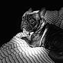 animal, boxer, bulldog, canine, dog, face, frenchbulldog, head, person, pet, photography, pitbull, portrait, pug, puppy