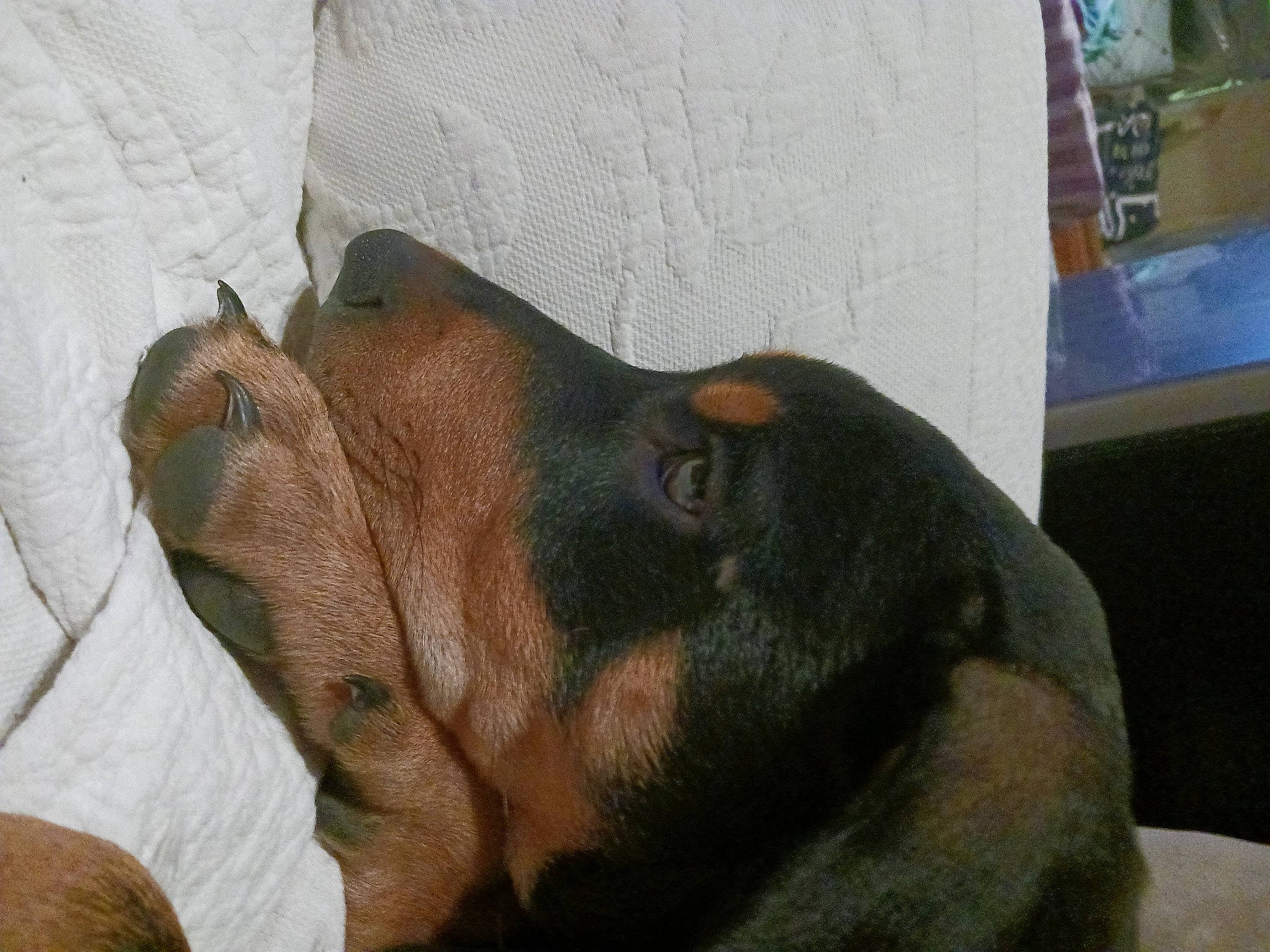 Max is registered to the contest to win money with this photo: canidae, carnivore, comfort, companion_dog, dog, dog_breed, ear, fawn, guard_dog, hound, hunting_dog, liver, paw, puppy, sporting_group, terrestrial_animal, whiskers, working_animal, working_dog