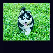 Paisley Rose joined the competition — help win amazing prizes! puppy, dog, husky, grass, outdoor, greenery, running, cute, young, pet, animal, fur, playful, happy, tongue_out, nature, canine, small, summer, daytime