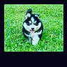 puppy, dog, husky, grass, outdoor, greenery, running, cute, young, pet, animal, fur, playful, happy, tongue_out, nature, canine, small, summer, daytime