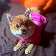 Balenciaga joined the competition — help win amazing prizes! dog, pet, cute, pink_clothing, fur, ears, eyes, paws, lying_down, bed, blanket, indoor, animal, domestic_animal, portrait, furry, small_dog, companion, cozy, looking_at_camera