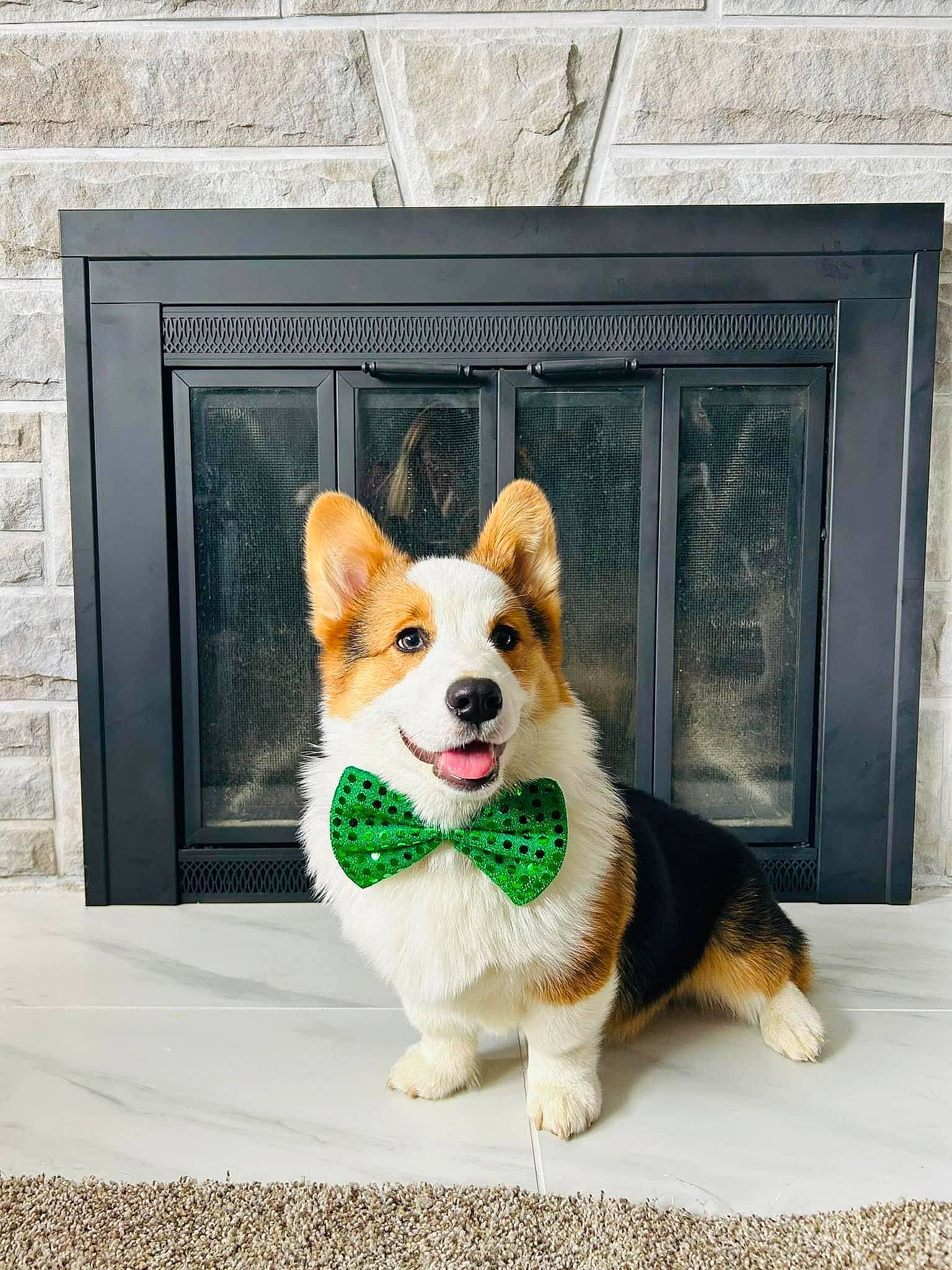 Gunner joined the competition — help win amazing prizes! brick, brickwork, canidae, carnivore, collar, companion_dog, dog, dog_breed, dog_supply, door, fawn, fur, leash, snout, sporting_group, tail, whiskers, window, wood, working_animal