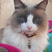 Corentin participe au concours pour gagner de l'argent avec cette photo : alert, animal, bell, blue_eyes, cat, closeup, collar, colorful, container, domestic_cat, expression, face, feline, fluffy, fur, outdoor, pet, pink_nose, portrait, whiskers
