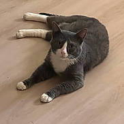 Fripon participe au concours pour gagner de l'argent avec cette photo : cat, lying_down, gray_cat, white_paws, white_chest, wooden_floor, pet, animal, domestic_cat, indoor, relaxed, looking_at_camera, whiskers, ears_up, four_legs, fur, mammal, cute, calm, resting