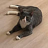 cat, lying_down, gray_cat, white_paws, white_chest, wooden_floor, pet, animal, domestic_cat, indoor, relaxed, looking_at_camera, whiskers, ears_up, four_legs, fur, mammal, cute, calm, resting