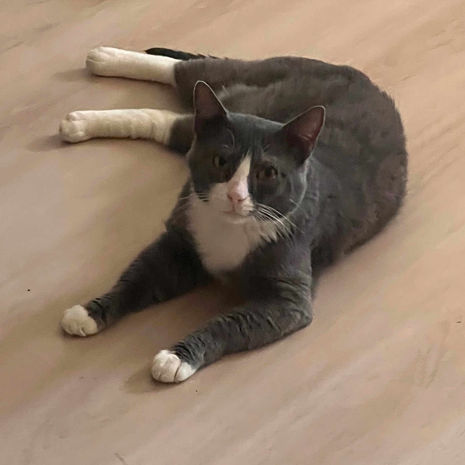 Fripon participe au concours pour gagner de l'argent avec cette photo : cat, lying_down, gray_cat, white_paws, white_chest, wooden_floor, pet, animal, domestic_cat, indoor, relaxed, looking_at_camera, whiskers, ears_up, four_legs, fur, mammal, cute, calm, resting