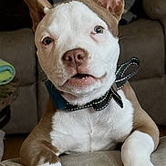 Brandi joined the competition — help win amazing prizes! adorable, black_and_white, brown_and_white, canine, close_up, collar, couch, dog, ears, front_view, funny_expression, furniture, indoors, living_room, paws, pet, photography, pit_bull, portrait, sitting