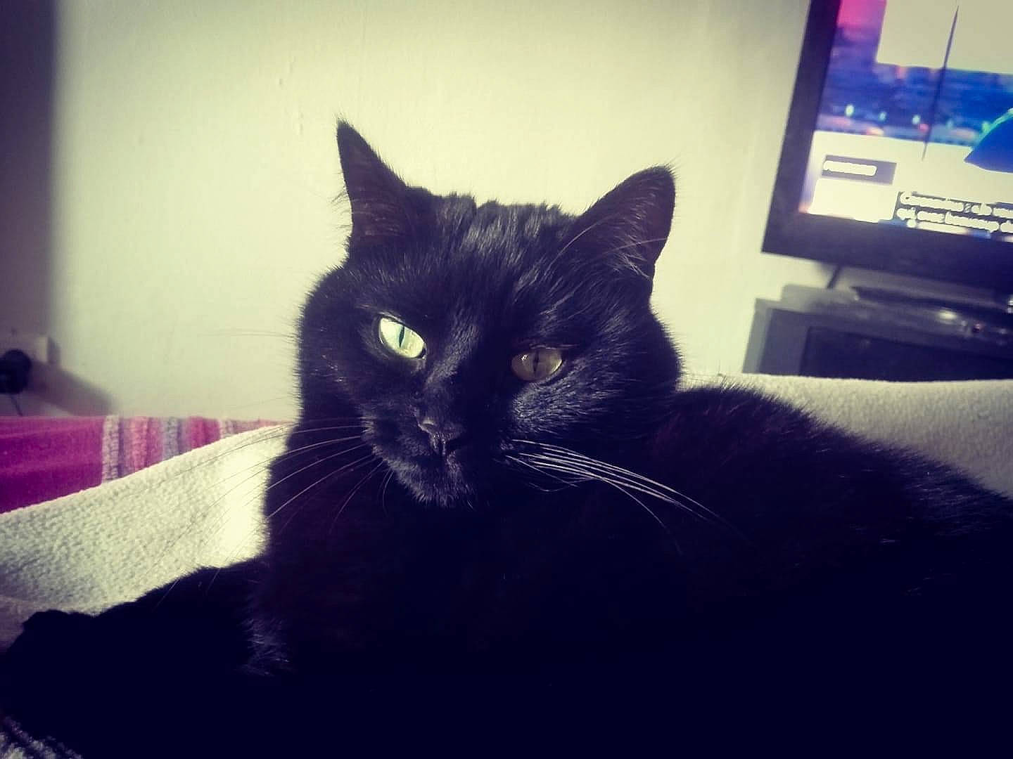 Morrigan participe au concours pour gagner de l'argent avec cette photo : carnivore, cat, cloud, comfort, computer_keyboard, couch, eye, felidae, grey, morning, output_device, peripheral, sky, small_to_medium_sized_cats, snout, tail, television, television_set, tints_and_shades, whiskers