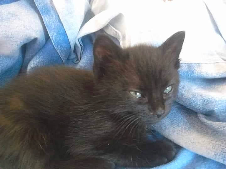 Morrigan participe au concours pour gagner de l'argent avec cette photo : black_cat, bombay, carnivore, cat, chartreux, claw, comfort, domestic_short_haired_cat, fawn, felidae, fur, small_to_medium_sized_cats, snout, tail, terrestrial_animal, whiskers