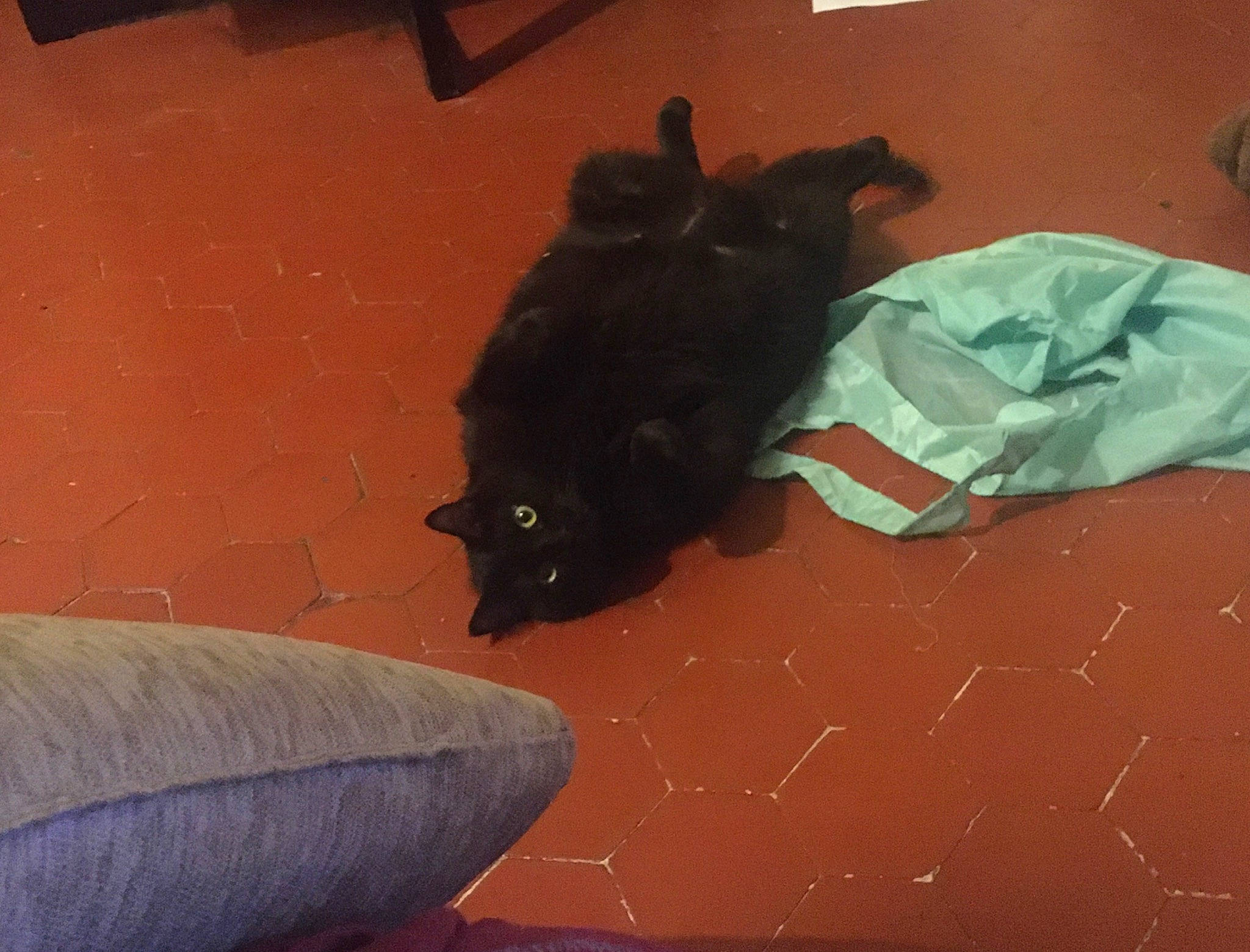 Morrigan a rejoint le concours — aidez-le/la à gagner de superbes lots ! black_cat, bombay, brown, carnivore, cat, comfort, dog_breed, fawn, felidae, floor, flooring, grey, hardwood, small_to_medium_sized_cats, snout, sporting_group, tail, tints_and_shades, whiskers, wood