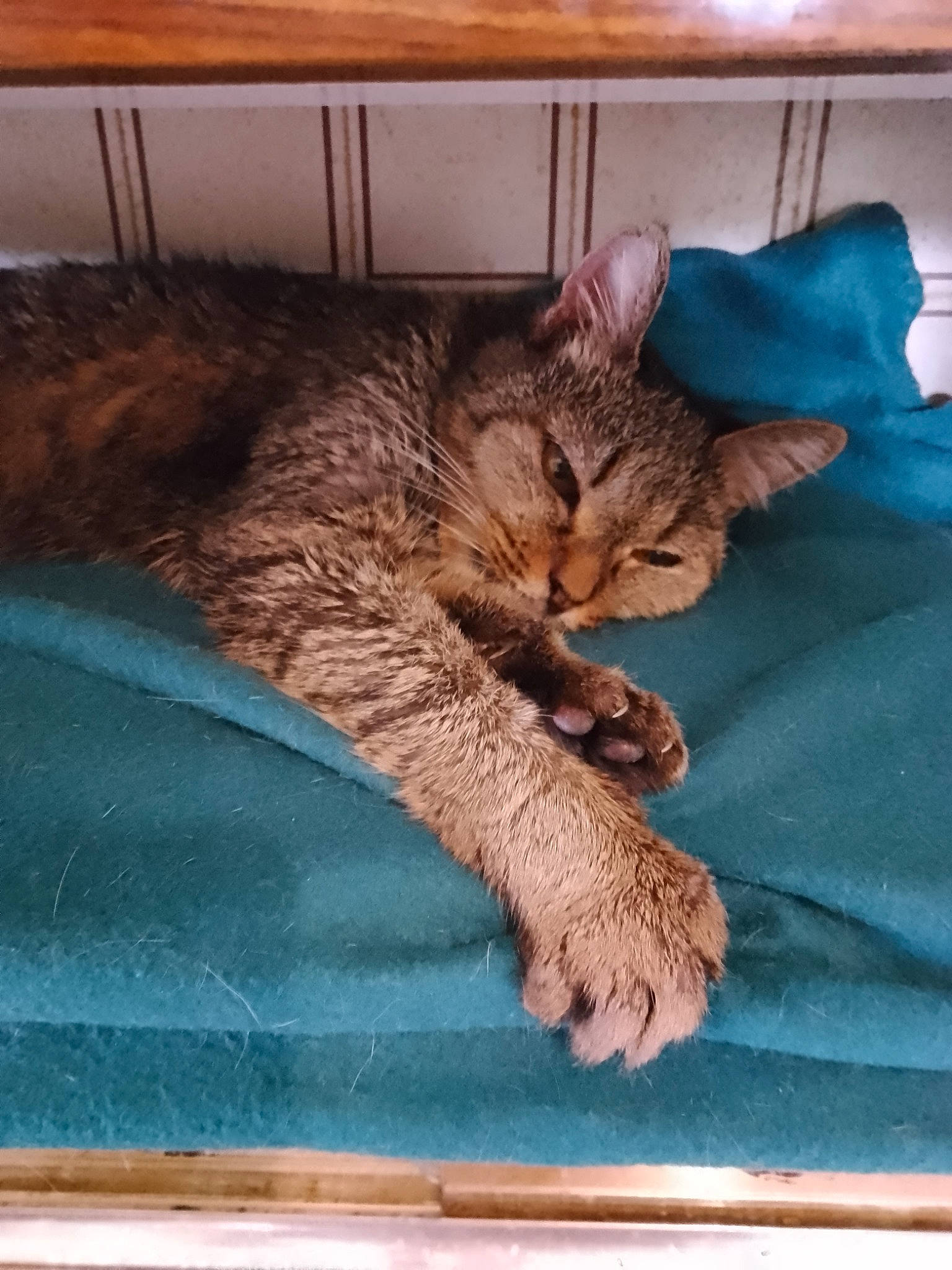 Titine participe au concours pour gagner de l'argent avec cette photo : bed, bed_sheet, bedding, carnivore, cat, cat_supply, comfort, couch, domestic_short_haired_cat, fawn, felidae, fur, hardwood, linens, nap, room, small_to_medium_sized_cats, tail, whiskers, wood