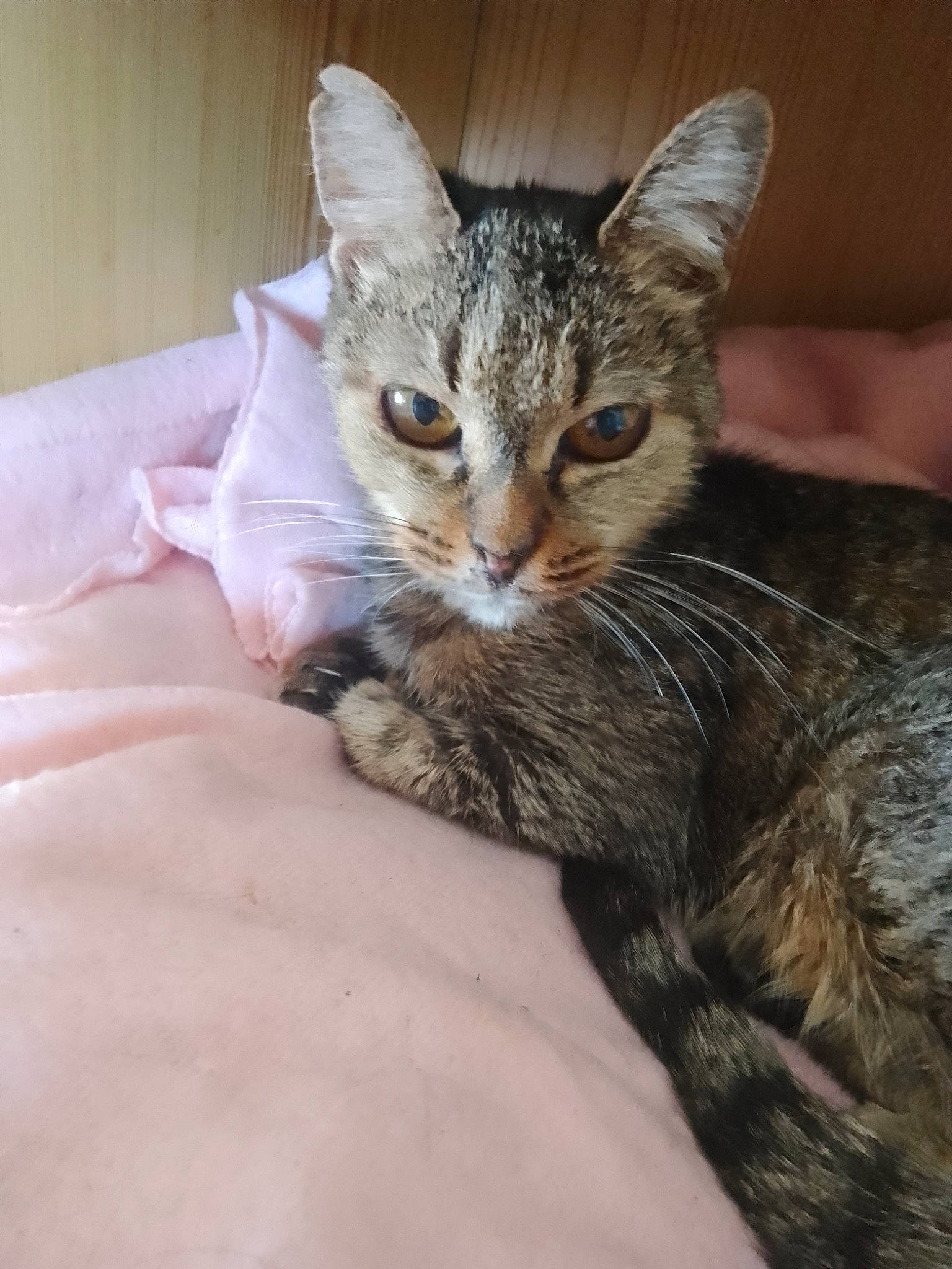 Titine a rejoint le concours — aidez-le/la à gagner de superbes lots ! bed, carnivore, cat, claw, comfort, domestic_short_haired_cat, felidae, fur, paw, small_to_medium_sized_cats, snout, tail, terrestrial_animal, whiskers, wildlife