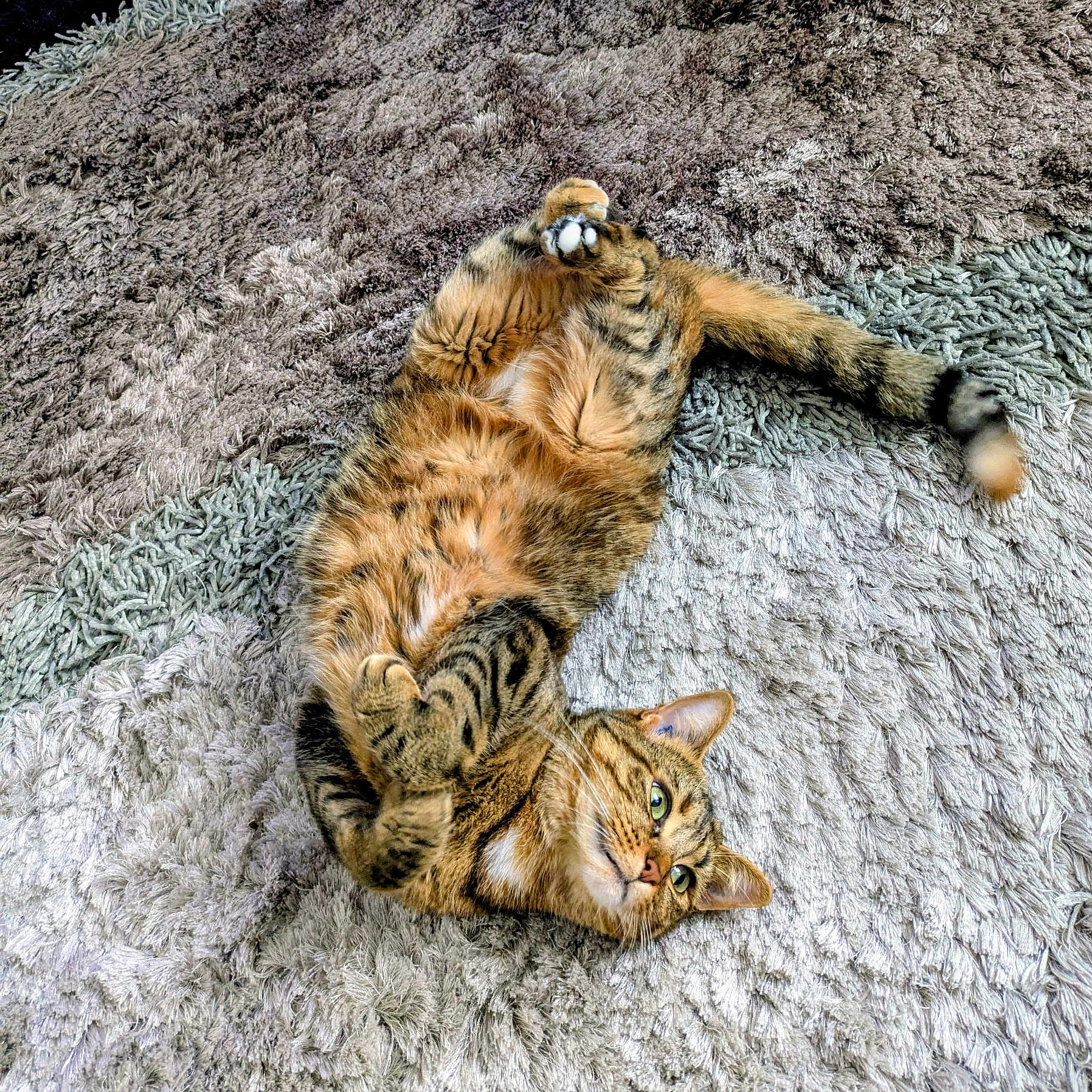 Zouina participe au concours pour gagner de l'argent avec cette photo : animal, belly_up, cat, cute, domestic_cat, ears, feline, fur, green_eyes, indoor, paws, pet, playful, relaxed, shaggy_rug, soft_fur, striped, tabby, tail, whiskers