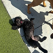 Bonnie B joined the competition — help win amazing prizes! animal, black_dog, canine, close_up, companion, curly_fur, daylight, dog, fun, grass, happy, outdoor, paw_prints, pet, playful, rolling, shadow, sidewalk, sunlight, two_dogs