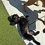animal, black_dog, canine, close_up, companion, curly_fur, daylight, dog, fun, grass, happy, outdoor, paw_prints, pet, playful, rolling, shadow, sidewalk, sunlight, two_dogs