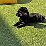 Bonnie B joined the competition — help win amazing prizes! animal, artificial_grass, backyard, black_dog, canine, cushion, daylight, dog, fur, garden, grass, leisure, outdoor, pet, relaxing, resting, shadow, summer, sunlight, yellow_cushion