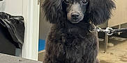 Bonnie B joined the competition — help win amazing prizes! animal, black_dog, bow, companion, cute, dog, eyes, face, fluffy, fur, grooming, indoor, leash, pet, pet_grooming, pink_bow, poodle, small_dog, table, waiting