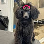 animal, black_dog, bow, companion, cute, dog, eyes, face, fluffy, fur, grooming, indoor, leash, pet, pet_grooming, pink_bow, poodle, small_dog, table, waiting