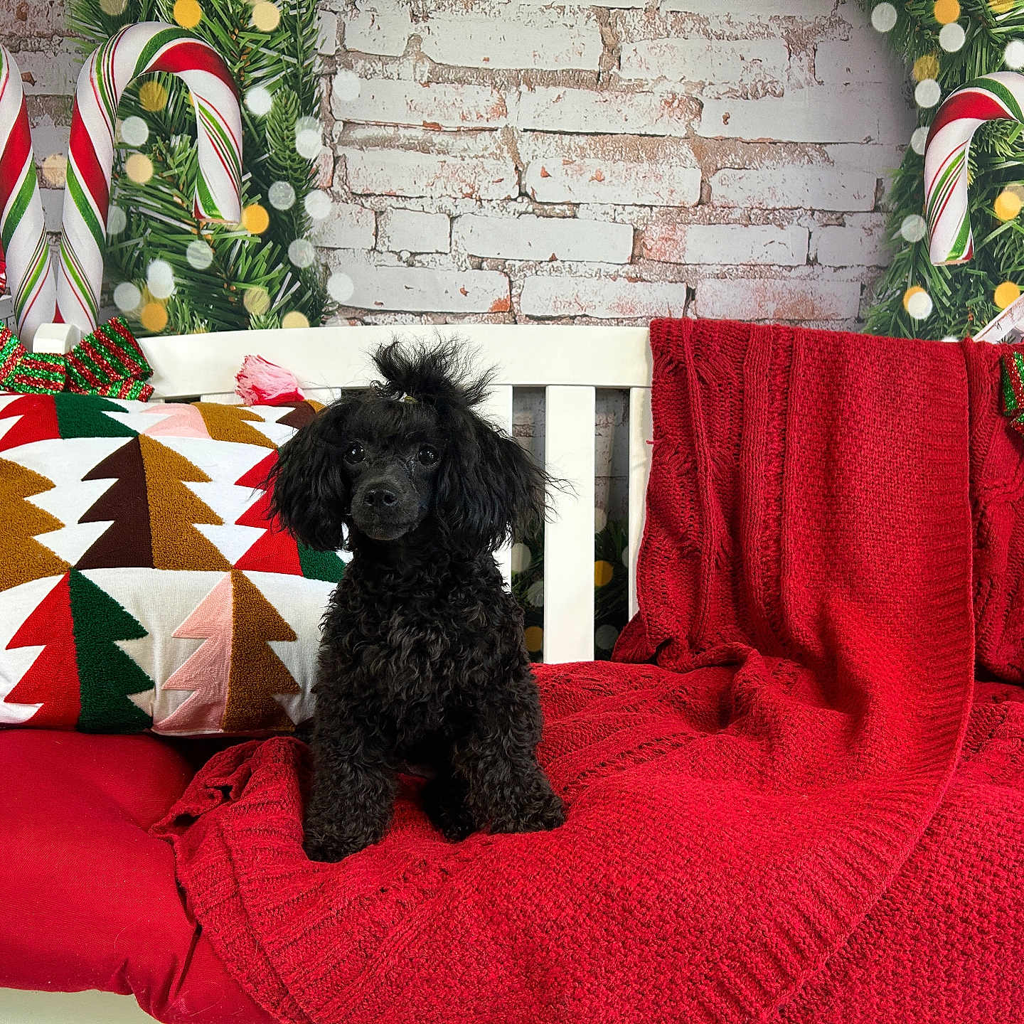 Bonnie B is registered to the contest to win money with this photo: animal, black_dog, candy_canes, christmas_decorations, cozy, cute, decorative_pillow, dog, festive, furry, green_garland, holiday, indoor, pet, poodle, portrait, puppy, red_blanket, small_dog, white_bench