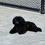 Bonnie B is registered to the contest to win money with this photo: animal, black_dog, calm, canine, chain_link_fence, concrete, curly_fur, daylight, dog, fence_post, fur, guard_dog, lying_down, mop_top, outdoor, paw, pet, quiet, resting, sidewalk