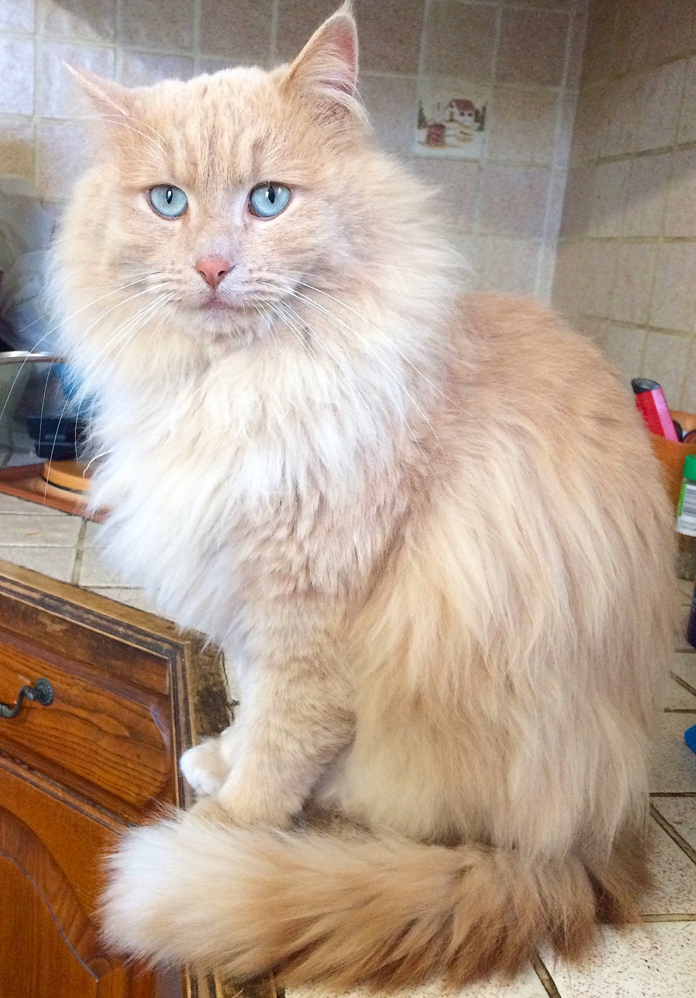 Boubou a rejoint le concours — aidez-le/la à gagner de superbes lots ! british_longhair, carnivore, cat, drawer, fawn, felidae, fur, hardwood, natural_material, persian, ragdoll, small_to_medium_sized_cats, snout, tail, terrestrial_animal, varnish, whiskers, window, wood