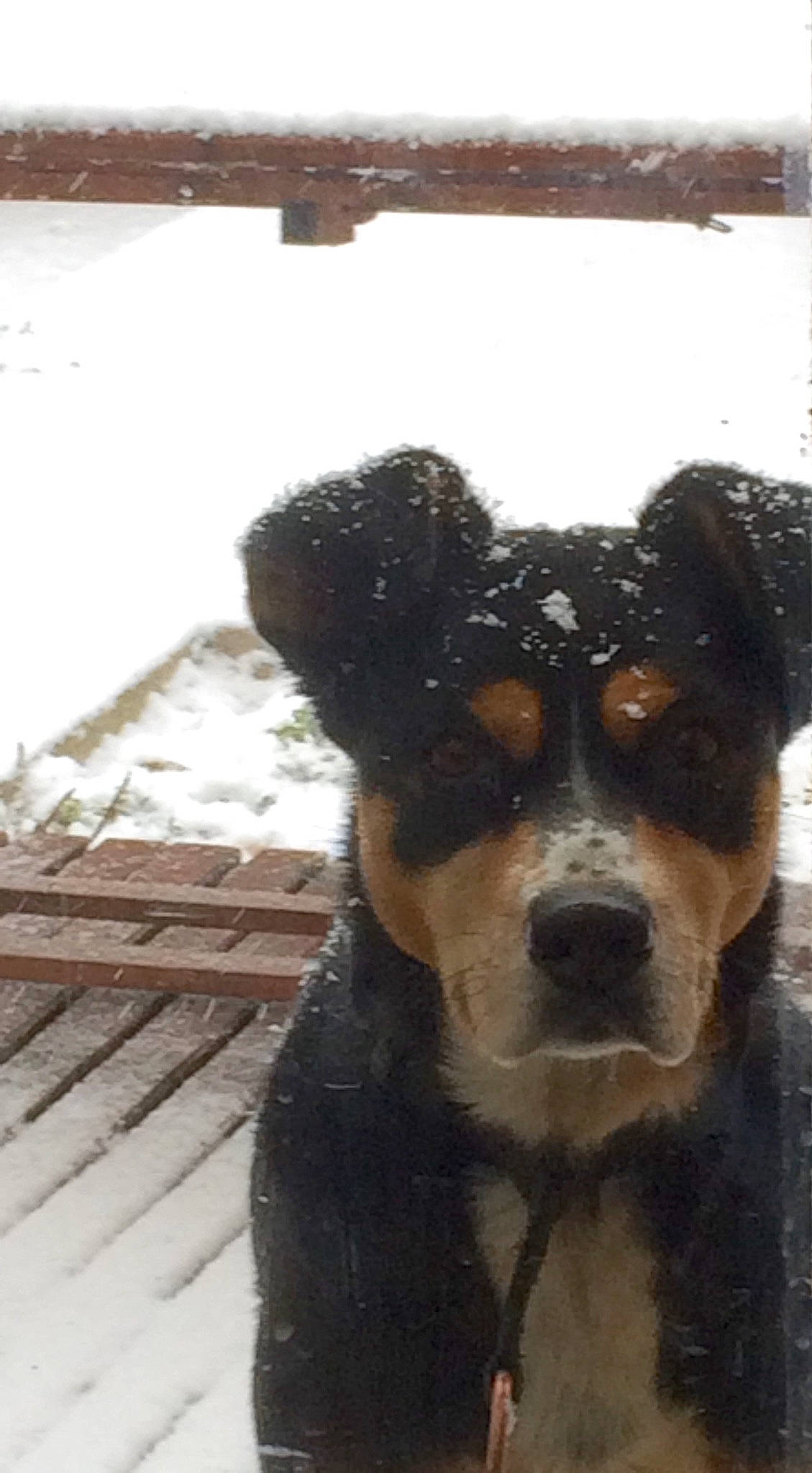 Louloutte participe au concours pour gagner de l'argent avec cette photo : canidae, carnivore, collar, companion_dog, dog, dog_breed, dog_collar, fawn, freezing, fur, guard_dog, pet_supply, precipitation, snout, snow, sporting_group, whiskers, winter, wood, working_animal