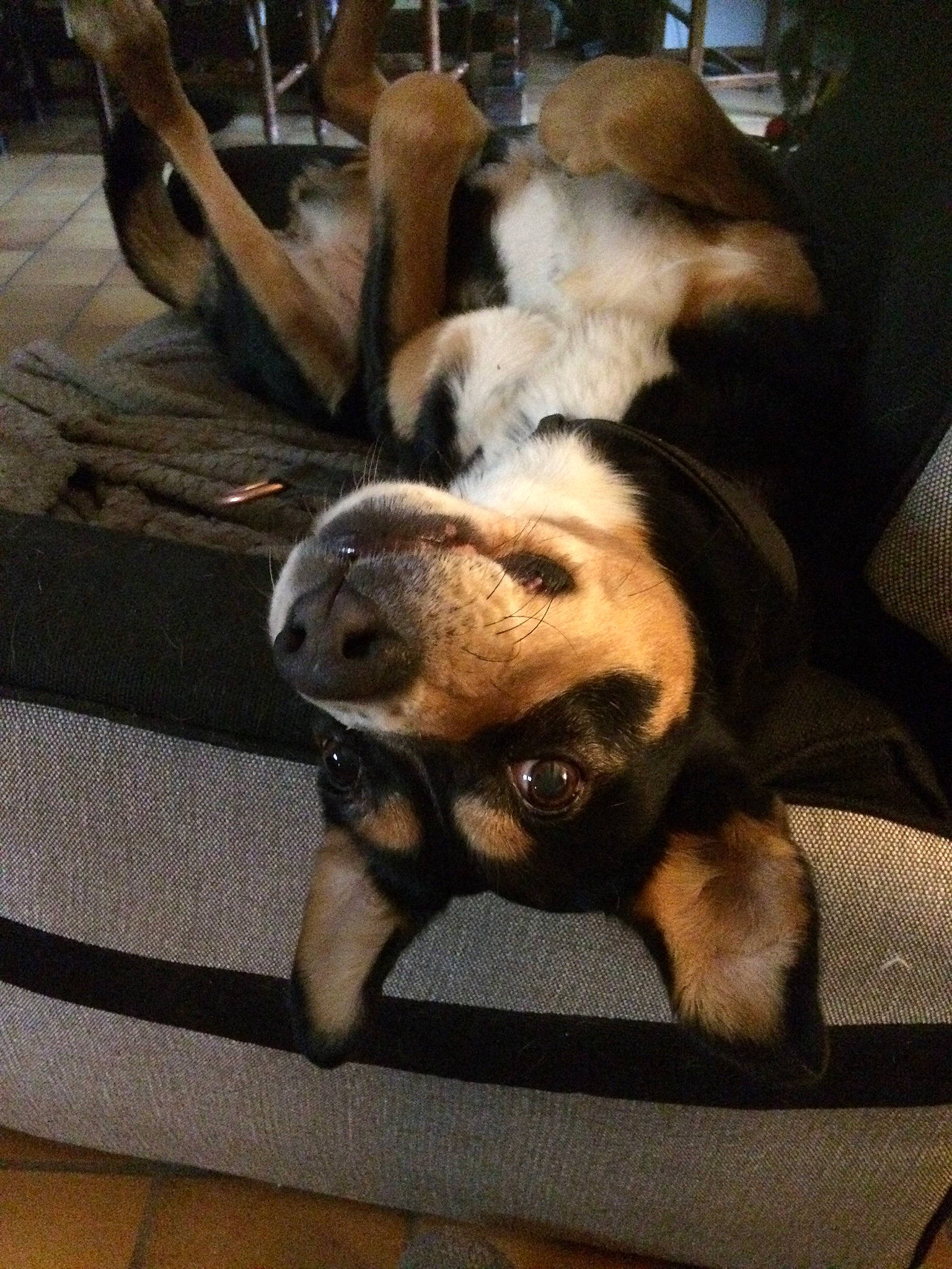 Louloutte participe au concours pour gagner de l'argent avec cette photo : bear, canidae, carnivore, claw, comfort, companion_dog, dog, dog_breed, fawn, flooring, fur, nap, paw, snout, sporting_group, tail, terrestrial_animal, whiskers, wildlife, wood