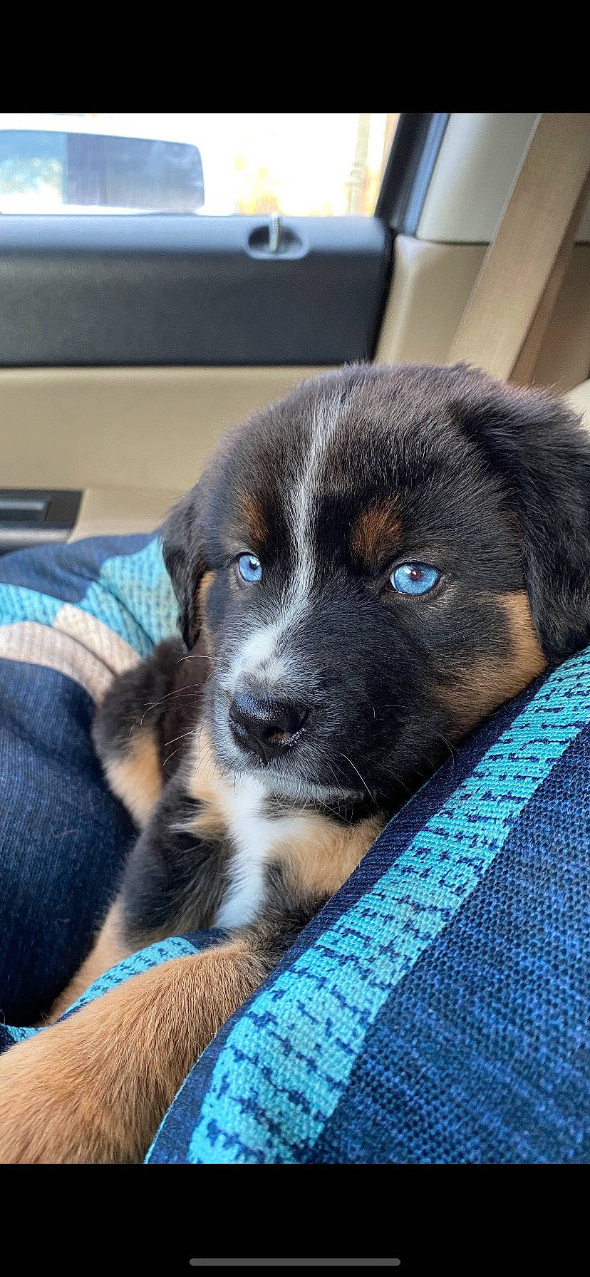 Charlee is registered to the contest to win money with this photo: canidae, carnivore, comfort, companion_dog, dog, dog_breed, electric_blue, fur, pattern, paw, puppy, snout, sporting_group, terrestrial_animal, whiskers, working_animal, working_dog, woven_fabric