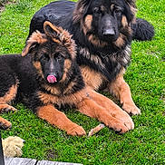 Vaïko Et Akira a rejoint le concours — aidez-le/la à gagner de superbes lots ! dog, german_shepherd, puppy, grass, outdoor, pet, animal, canine, fur, tongue, playful, relaxed, nature, two_dogs, companion, mammal, domestic_animal, wooden_deck, stone, garden