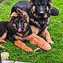 animal, canine, companion, dog, domestic_animal, fur, garden, german_shepherd, grass, mammal, nature, outdoor, pet, playful, puppy, relaxed, stone, tongue, two_dogs, wooden_deck
