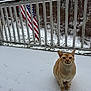 cat, snow, paw_prints, outdoor, winter, flag, railing, tree, animal, pet, nature, quiet, daytime, feline, orange_cat, sitting, cold, background, wood, sky