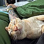 Reggie is registered to the contest to win money with this photo: cat, sleeping, tattoo, arm, watch, gold_watch, blanket, green_blanket, fur, whiskers, indoor, relaxing, cozy, nap, closeup, pet, animal, resting, comfort, home