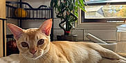 Reggie joined the competition — help win amazing prizes! cat, orange_cat, marble_countertop, kitchen, knives, knife_rack, potted_plant, window, daylight, indoor, relaxed, pet, animal, fur, whiskers, ears, face, eyes, table, home