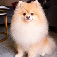 Vipa participe au concours pour gagner de l'argent avec cette photo : dog, pomeranian, fluffy, pet, indoor, floor, tile, animal, cute, small_dog, fur, sitting, looking_at_camera, home, cozy, domestic, portrait, companion, friendly, adorable