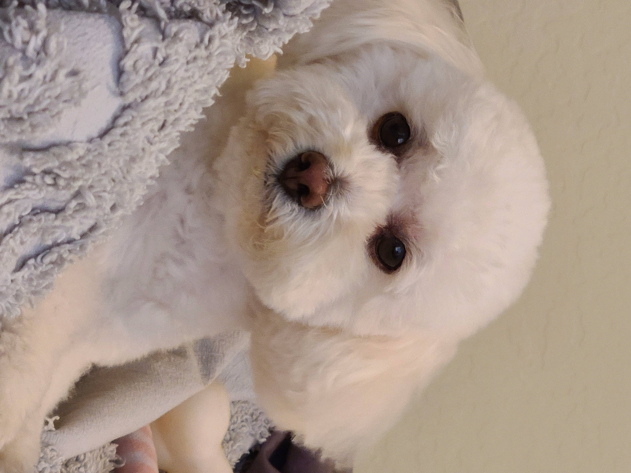 Bella Bimba is registered to the contest to win money with this photo: canidae, carnivore, circle, companion_dog, dog, dog_breed, fur, maltepoo, non_sporting_group, plant, plush, snout, sporting_group, stuffed_toy, toy, toy_dog, whiskers, working_animal