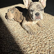 Navee is registered to the contest to win money with this photo: animal, carpet, companion, cute, dog, domestic_animal, ears, french_bulldog, fur, indoor, laying_down, looking_at_camera, pet, puppy, relaxing, shadow, small, sunlight, texture, young