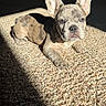 animal, carpet, companion, cute, dog, domestic_animal, ears, french_bulldog, fur, indoor, laying_down, looking_at_camera, pet, puppy, relaxing, shadow, small, sunlight, texture, young