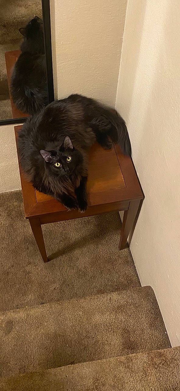 Malibu is registered to the contest to win money with this photo: black_cat, canidae, carnivore, cat, cat_supply, chair, comfort, domestic_short_haired_cat, felidae, floor, flooring, fur, hardwood, plant, room, small_to_medium_sized_cats, table, tail, whiskers, wood
