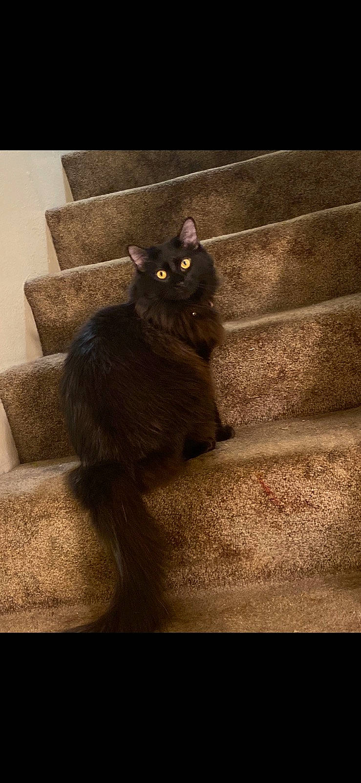 Malibu joined the competition — help win amazing prizes! black_cat, bombay, brown, carnivore, cat, darkness, domestic_short_haired_cat, felidae, fur, plant, shadow, sitting, small_to_medium_sized_cats, snout, tail, terrestrial_animal, tints_and_shades, whiskers, window, wood