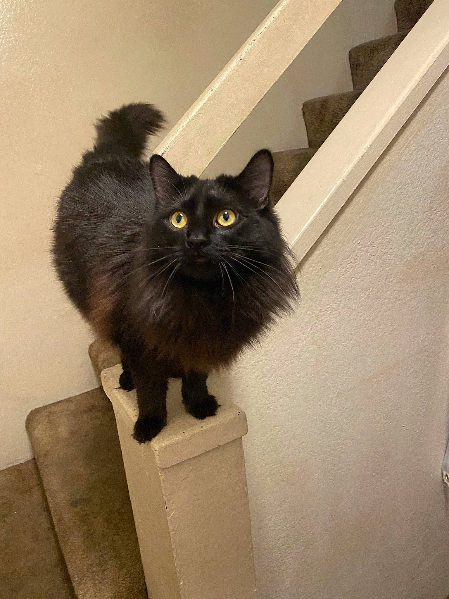 Malibu is registered to the contest to win money with this photo: black_cat, bombay, british_longhair, carnivore, cat, claw, domestic_short_haired_cat, felidae, fur, grey, ragdoll, small_to_medium_sized_cats, snout, tail, terrestrial_animal, tints_and_shades, whiskers, window