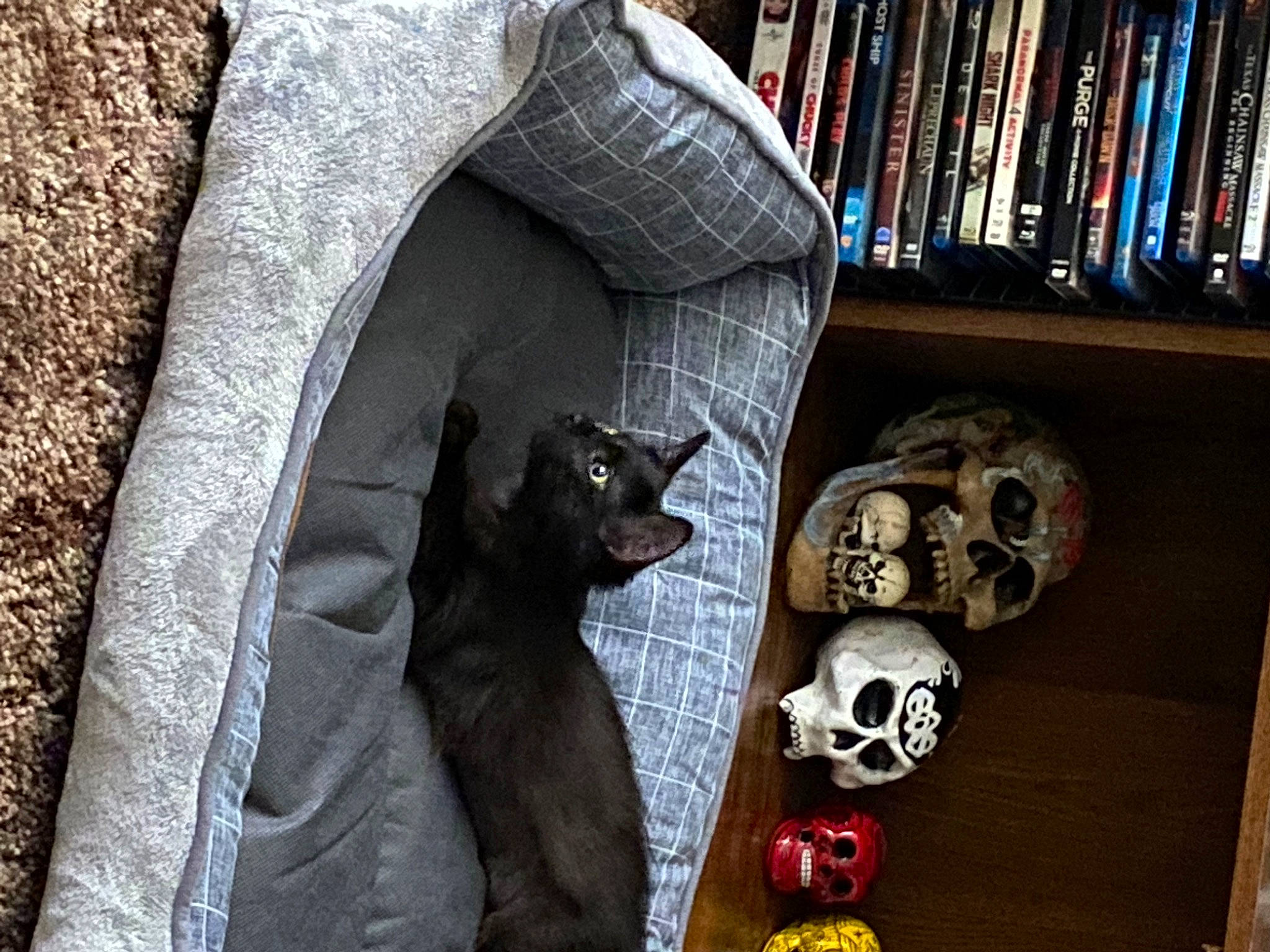 Malibu joined the competition — help win amazing prizes! art, black, bone, bookcase, carmine, carnivore, dog, dog_breed, felidae, fur, grey, publication, room, sculpture, shelf, shelving, skull, small_to_medium_sized_cats, toy, wood