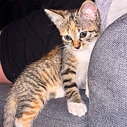Jetta a rejoint le concours — aidez-le/la à gagner de superbes lots ! blue_eyes, cat, close_up, couch, cozy, curious, domestic_animal, furniture, home, indoor, kitten, paw, person_arm, pet, resting, small, striped_fur, tabby, whiskers, young